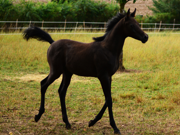 Azur Araber Nachzucht